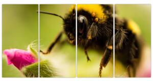 Včela - obraz (Obraz 160x80cm)