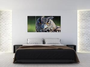 Sova - obraz (Obraz 160x80cm)