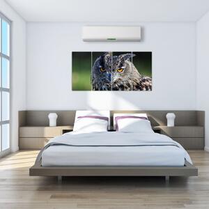 Sova - obraz (Obraz 160x80cm)