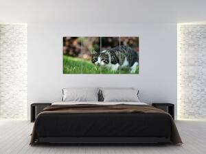 Obraz mačky (Obraz 160x80cm)