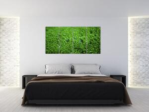 Detail trávy - obraz (Obraz 160x80cm)