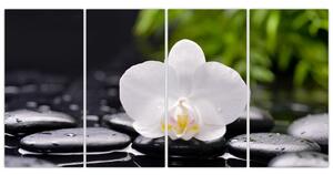Fotka kvetu orchidey - obraz autá (Obraz 160x80cm)