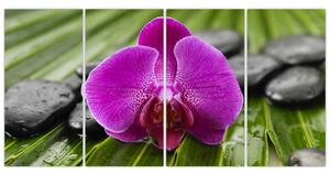 Orchidea - obraz (Obraz 160x80cm)