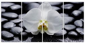 Kvet orchidey - obraz (Obraz 160x80cm)