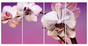 Moderné obrazy - orchidea (Obraz 160x80cm)