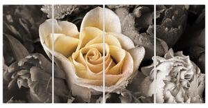 Obraz ruže (Obraz 160x80cm)