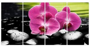 Fotka orchidey (Obraz 160x80cm)