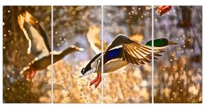 Letiaci kačice - obraz (Obraz 160x80cm)