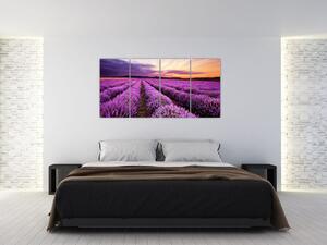Levanduľové pole, obrazy (Obraz 160x80cm)