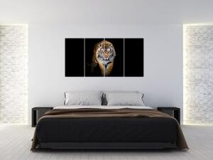 Tiger, obraz (Obraz 160x80cm)