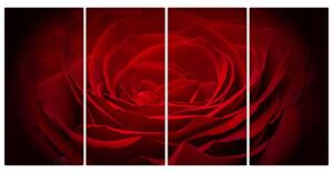 Makro ruža - obraz (Obraz 160x80cm)