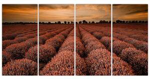 Kvetinové pole - obraz (Obraz 160x80cm)