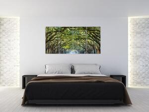 Aleje stromov - obraz (Obraz 160x80cm)