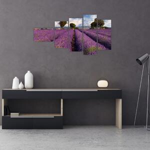 Obraz levanduľového pole (Obraz 110x60cm)