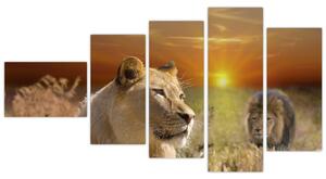 Obrazy zvierat (Obraz 110x60cm)