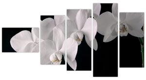 Obraz - biele orchidey (Obraz 110x60cm)