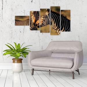 Obraz - zebry (Obraz 110x60cm)