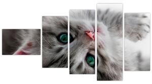 Obraz mačky (Obraz 110x60cm)