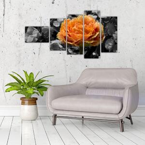 Oranžový kvet na čiernobielom pozadí - obraz (Obraz 110x60cm)