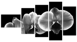 Čiernobiely obraz - orchidea (Obraz 110x60cm)