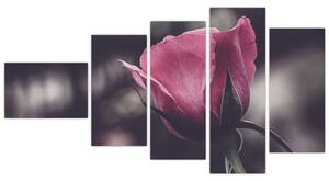 Obraz ruže (Obraz 110x60cm)