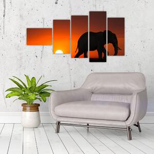 Obraz slona v zapadajúcom slnku (Obraz 110x60cm)