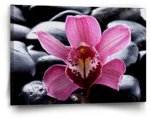 Sablio Obraz Ružová orchidea - 60x40 cm