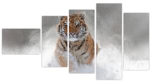 Obraz bežiaceho tigra (Obraz 110x60cm)
