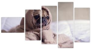 Obraz - pes v deke (Obraz 110x60cm)