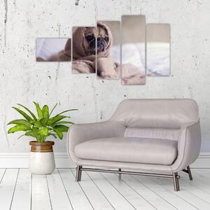 Obraz - pes v deke (Obraz 110x60cm)