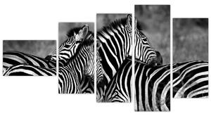 Obraz - zebry (Obraz 110x60cm)