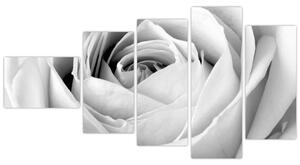Čiernobiely obraz ruže (Obraz 110x60cm)