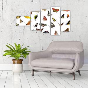 Obrazy motýľov (Obraz 110x60cm)