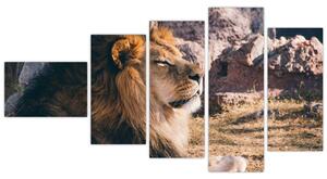 Obraz - ležiaci lev (Obraz 110x60cm)