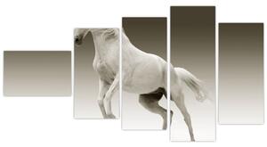 Obrazy bieleho koňa (Obraz 110x60cm)