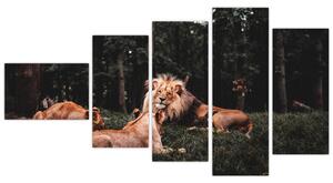 Obrazy - levy v lese (Obraz 110x60cm)