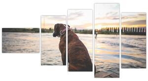 Obraz - sediaci pes (Obraz 110x60cm)