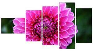 Obraz ružového kvetu (Obraz 110x60cm)