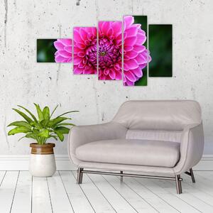Obraz ružového kvetu (Obraz 110x60cm)