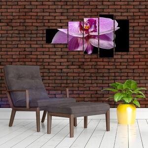 Obraz - orchidea (Obraz 110x60cm)