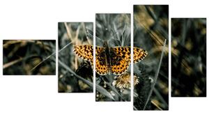 Obraz motýľa (Obraz 110x60cm)