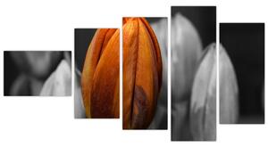 Oranžový tulipán medzi čiernobielymi - obraz (Obraz 110x60cm)