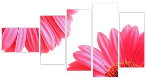 Obraz kvetín - astra (Obraz 110x60cm)