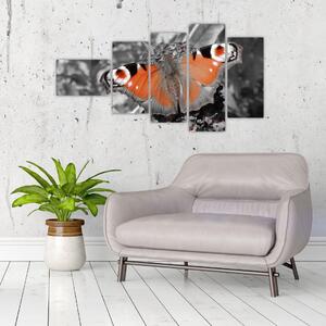 Oranžový motýľ - obraz (Obraz 110x60cm)