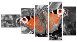 Oranžový motýľ - obraz (Obraz 110x60cm)
