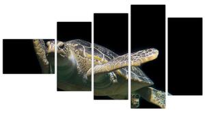 Obraz plávajúce korytnačky (Obraz 110x60cm)