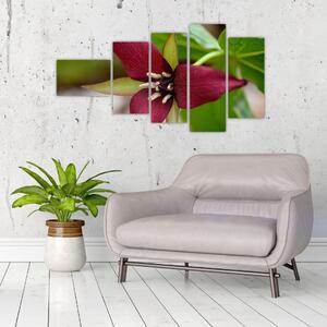 Kvitnúca rastlina - obrazy do domu (Obraz 110x60cm)