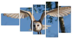 Obraz letiaci sovy (Obraz 110x60cm)