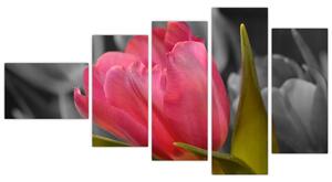 Obraz červeného tulipánu na čiernobielom pozadí (Obraz 110x60cm)