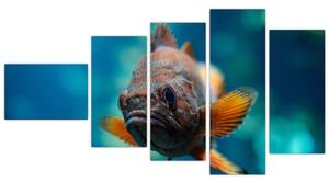 Obraz - ryba (Obraz 110x60cm)